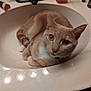 Butterscotch is registered to the contest to win money with this photo: cat, sink, bathroom, pet, animal, curled_up, beige_cat, white_cat, amber_eyes, countertop, makeup_brush, hairbrush, domestic_cat, feline, cute, curious, indoor, resting, closeup, fur