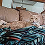 cat, ginger_cat, blanket, striped_blanket, couch, leather_couch, indoor, pet, relaxed, feline, fur, paw, ear, whiskers, collar, home, living_room, human_arm, window, wooden_stairs