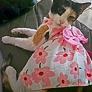 Mila joined the competition — help win amazing prizes! cat, calico_cat, pet, animal, dress, pink_flower_pattern, bow, leather_chair, indoor, tiled_floor, relaxed, lying_down, fur, whiskers, ears, tail, cute, domestic_animal, costume, clothing