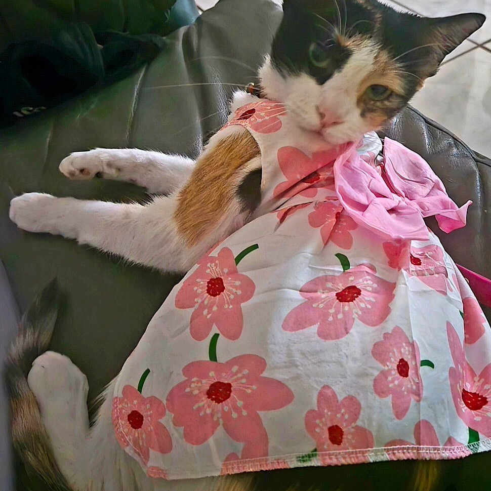 Mila joined the competition — help win amazing prizes! cat, calico_cat, pet, animal, dress, pink_flower_pattern, bow, leather_chair, indoor, tiled_floor, relaxed, lying_down, fur, whiskers, ears, tail, cute, domestic_animal, costume, clothing