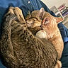 animal, bed, blanket, cat, cats, cozy, cute, domestic_animal, ears, feline, fur, indoor, orange_cat, pets, relaxing, sleeping, snuggling, tabby, tail, whiskers