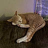 butterfly, cat, couch, cozy, curled_up, curtain, domestic_animal, furniture, ginger_cat, home, indoor, pattern, paw, pet, quiet, relaxed, resting, sleeping, tail, wall