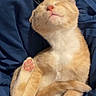 Marshmallow joined the competition — help win amazing prizes! animal, blanket, cat, closeup, cozy, cute, domestic, feline, fur, indoor, kitten, orange_tabby, paw, pet, pink_paw_pads, relaxed, resting, scratching, sleepy, white_fur