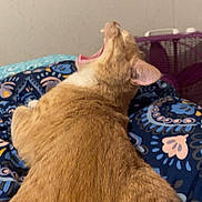 Marshmallow joined the competition — help win amazing prizes! animal, blanket, cat, close_up, cozy, cute, domestic_animal, ear, feline, fur, ginger_cat, indoor, mammal, mouth_open, pattern, pet, resting, sleepy, whiskers, yawning