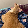 animal, blanket, cat, close_up, cozy, cute, domestic_animal, ear, feline, fur, ginger_cat, indoor, mammal, mouth_open, pattern, pet, resting, sleepy, whiskers, yawning
