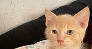Marshmallow is registered to the contest to win money with this photo: animal, blue_eyes, cat, close_up, curious, cute, domestic_cat, ears, floral_pillow, fur, indoor, kitten, orange_cat, paint_chip, pet, resting, texture, wall, whiskers, young_cat