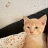 animal, blue_eyes, cat, close_up, curious, cute, domestic_cat, ears, floral_pillow, fur, indoor, kitten, orange_cat, paint_chip, pet, resting, texture, wall, whiskers, young_cat