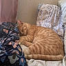 animal, bed, blanket, cat, comfort, cozy, cute, domestic_animal, feline, fur, ginger_cat, home, indoor, nap, patterned_fabric, pet, pillow, relaxation, resting, sleeping