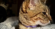 Mable is registered to the contest to win money with this photo: cat, tabby, pet, animal, feline, collar, resting, blanket, bed, indoor, side_profile, whiskers, fur, ears, closeup, cozy, soft_light, domestic, cute, sleepy
