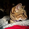 animal, bed, blanket, cat, closeup, collar, cozy, cute, domestic, ears, feline, fur, indoor, pet, resting, side_profile, sleepy, soft_light, tabby, whiskers