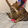 Mable joined the competition — help win amazing prizes! cat, tabby, purple_collar, bed, grooming, leg_up, feline, indoor, colorful_wall_hanging, red_tube, pet, animal, cute, fur, whiskers, relaxed, resting, close_up, domestic_cat, playful