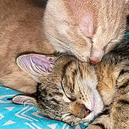 Mable joined the competition — help win amazing prizes! cat, cats, sleeping, snuggling, closeup, fur, whiskers, ears, nose, patterned_blanket, striped, tabby, orange_cat, domestic_cat, pet, animal, cute, cozy, resting, affection