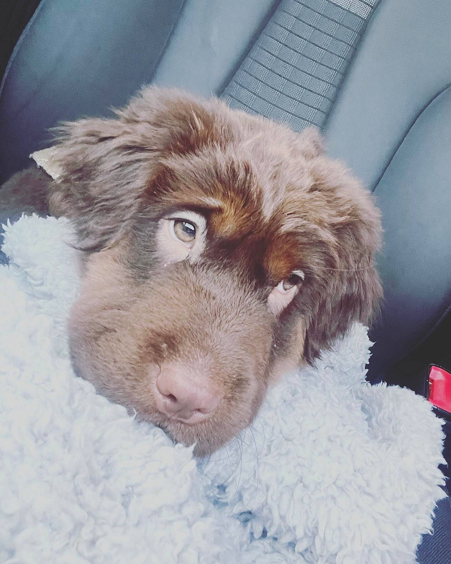 Bowie is registered to the contest to win money with this photo: canidae, carnivore, cocker_spaniel, companion_dog, dog, dog_breed, ear, fang, fawn, fur, gun_dog, liver, paw, retriever, snout, spaniel, sporting_group, whiskers, winter, working_animal