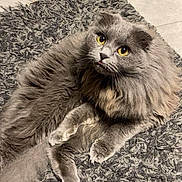 Milka participe au concours pour gagner de l'argent avec cette photo : animal, cat, cozy, cute, domestic_cat, feline, floor, fluffy, fur, gray_cat, home, indoor, looking_up, pet, relaxed, rug, texture, tongue_out, whiskers, yellow_eyes