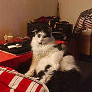 Guallou participe au concours pour gagner de l'argent avec cette photo : black, black_and_white, blanket, cat, comfortable, cozy, domestic, fluffy, fur, furniture, home, indoor, pet, printer, red, relaxed, resting, striped, table, white