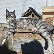 Pooki participe au concours pour gagner de l'argent avec cette photo : cat, tabby, striped, relaxed, sunlight, wooden_ledge, birdhouse, outdoor, shadow, animal, pet, feline, nature, daylight, resting, grey, white, paw, ears, whiskers