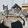 cat, tabby, striped, relaxed, sunlight, wooden_ledge, birdhouse, outdoor, shadow, animal, pet, feline, nature, daylight, resting, grey, white, paw, ears, whiskers