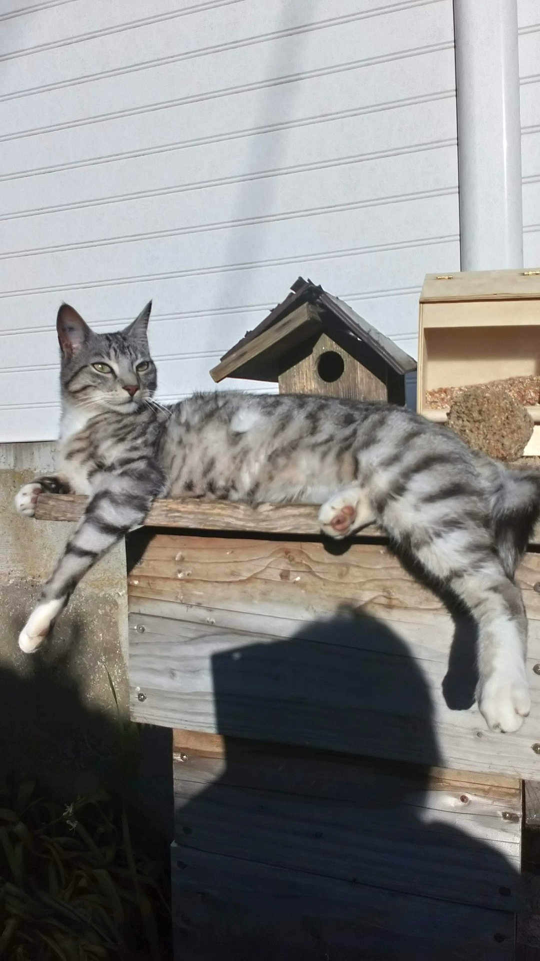 Pooki