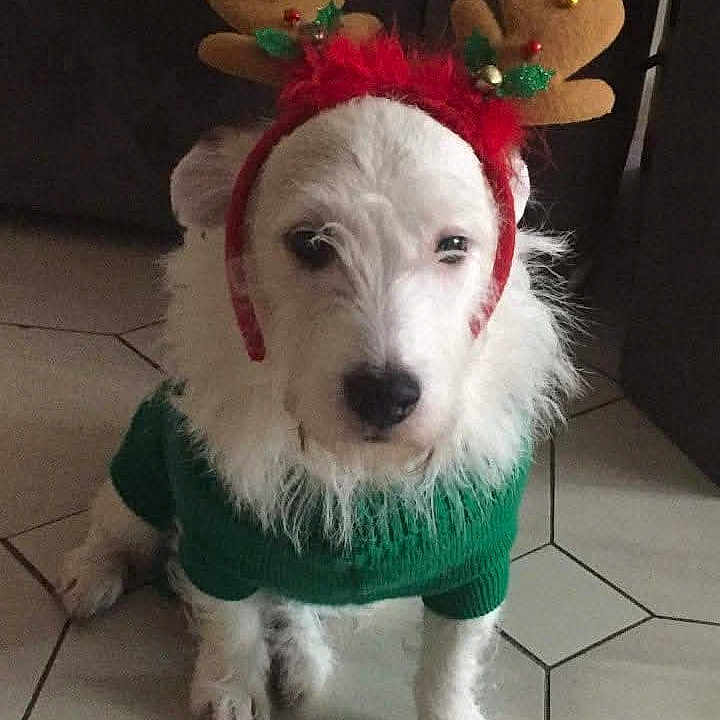 Loulou participe au concours pour gagner de l'argent avec cette photo : accessories, animal, ball, canine, clothing, costume, dog, eskimodog, face, hat, head, person, pet, poodle, puppy, sport, tennis, tennisball, terrier, whitedog