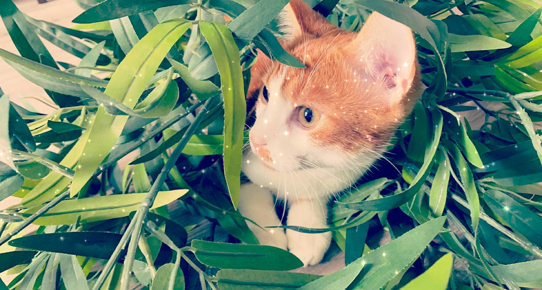 Tokyo participe au concours pour gagner de l'argent avec cette photo : azure, branch, carnivore, cat, domestic_short_haired_cat, electric_blue, eye, fawn, felidae, fur, grass, happy, holiday, iris, organism, plant, small_to_medium_sized_cats, snout, tree, whiskers