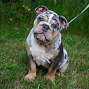 Alfalfa is registered to the contest to win money with this photo: bulldog, puppy, dog, grass, leash, outdoor, pet, animal, canine, sitting, cute, wrinkled_face, ears, fur, nature, young_dog, muzzle, portrait, greenery, expression