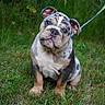 bulldog, puppy, dog, grass, leash, outdoor, pet, animal, canine, sitting, cute, wrinkled_face, ears, fur, nature, young_dog, muzzle, portrait, greenery, expression