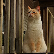 Graham is registered to the contest to win money with this photo: cat, animal, pet, feline, outdoor, wooden_porch, railing, sitting, cream_color, orange_color, fur, portrait, looking_away, natural_light, close_up, quiet, calm, domestic, wood, house