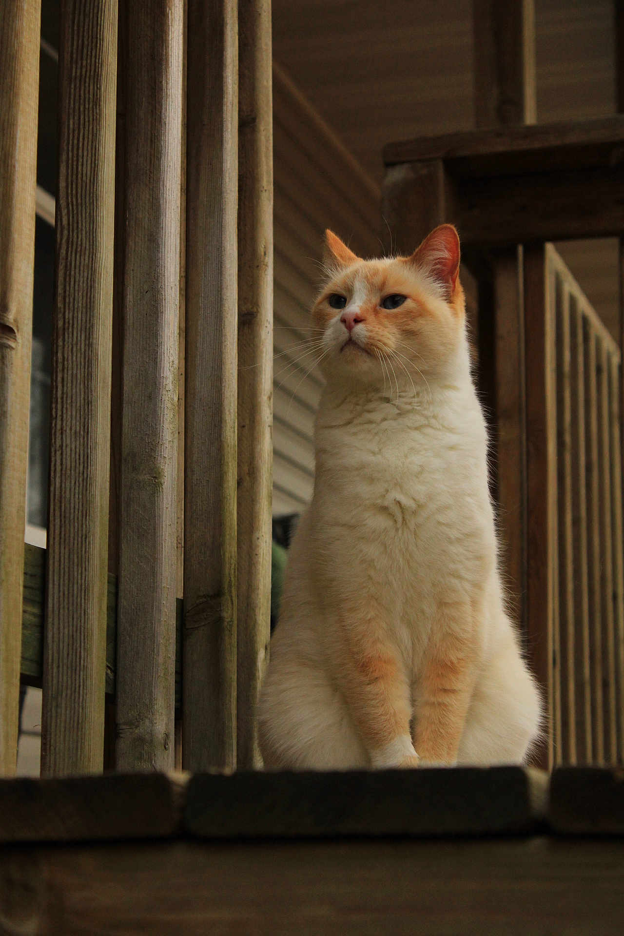 Graham is registered to the contest to win money with this photo: cat, animal, pet, feline, outdoor, wooden_porch, railing, sitting, cream_color, orange_color, fur, portrait, looking_away, natural_light, close_up, quiet, calm, domestic, wood, house