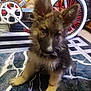 puppy, dog, german_shepherd, animal, pet, indoor, carpet, bicycle, wheel, furry, ears, cute, young, floor, toy, home, brown, black, white, curious