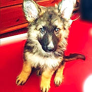 Shadow is registered to the contest to win money with this photo: puppy, dog, indoor, red_floor, wooden_furniture, ears, fur, pet, animal, cute, young, sitting, attentive, portrait, domestic, companion, brown, black, white, soft