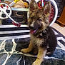 puppy, german_shepherd, dog, indoor, playing, tongue_out, fur, cute, pet, animal, bicycle, wheel, toy, carpet, floor, ears, sitting, young, domestic, home