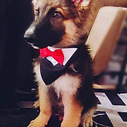 Shadow joined the competition — help win amazing prizes! adorable, animal, attentive, black_and_tan, bow_tie, canine, carpet, cute, dog, domestic_animal, ears, furry, german_shepherd, indoor, pet, portrait, puppy, sitting, tuxedo, young
