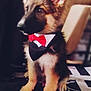 adorable, animal, attentive, black_and_tan, bow_tie, canine, carpet, cute, dog, domestic_animal, ears, furry, german_shepherd, indoor, pet, portrait, puppy, sitting, tuxedo, young