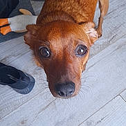Aïko a rejoint le concours — aidez-le/la à gagner de superbes lots ! dog, small_dog, reddish_coat, wide_eyes, floppy_ears, black_nose, pet, animal, indoors, tiled_floor, portrait, closeup, looking_at_camera, tail, shoes, exercise_equipment, home, floor, funny_expression, photography