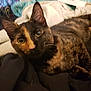 Riddle is registered to the contest to win money with this photo: cat, tortoiseshell, pet, animal, feline, lying_down, blanket, indoor, cozy, fur, whiskers, ears, eyes, curious, resting, closeup, soft, comfort, domestic, cute