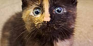 Riddle is registered to the contest to win money with this photo: kitten, cat, tortoiseshell, fur, wide_eyes, pet, animal, indoor, carpet, cute, whiskers, young, small, feline, close_up, curious, sitting, domestic, soft_focus, ears