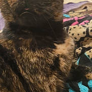 Riddle joined the competition — help win amazing prizes! cat, tortoiseshell, close_up, feline, pet, indoor, blanket, patterned_blanket, fur, whiskers, ears, eyes, cozy, animal, mammal, cute, domestic_animal, resting, furry, closeup
