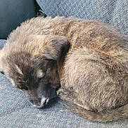 Chance joined the competition — help win amazing prizes! puppy, sleeping, curled_up, fur, pet, animal, cozy, resting, cute, domestic_animal, young_dog, texture, blue_gray, fabric, indoor, close_up, peaceful, adorable, canine, soft