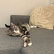 Aimée participe au concours pour gagner de l'argent avec cette photo : cat, tabby, pet, animal, feline, couch, sofa, indoor, relaxed, laying_down, curious, whiskers, paws, ears, home, cozy, modern, gray, beige, pillows