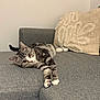 cat, tabby, pet, animal, feline, couch, sofa, indoor, relaxed, laying_down, curious, whiskers, paws, ears, home, cozy, modern, gray, beige, pillows