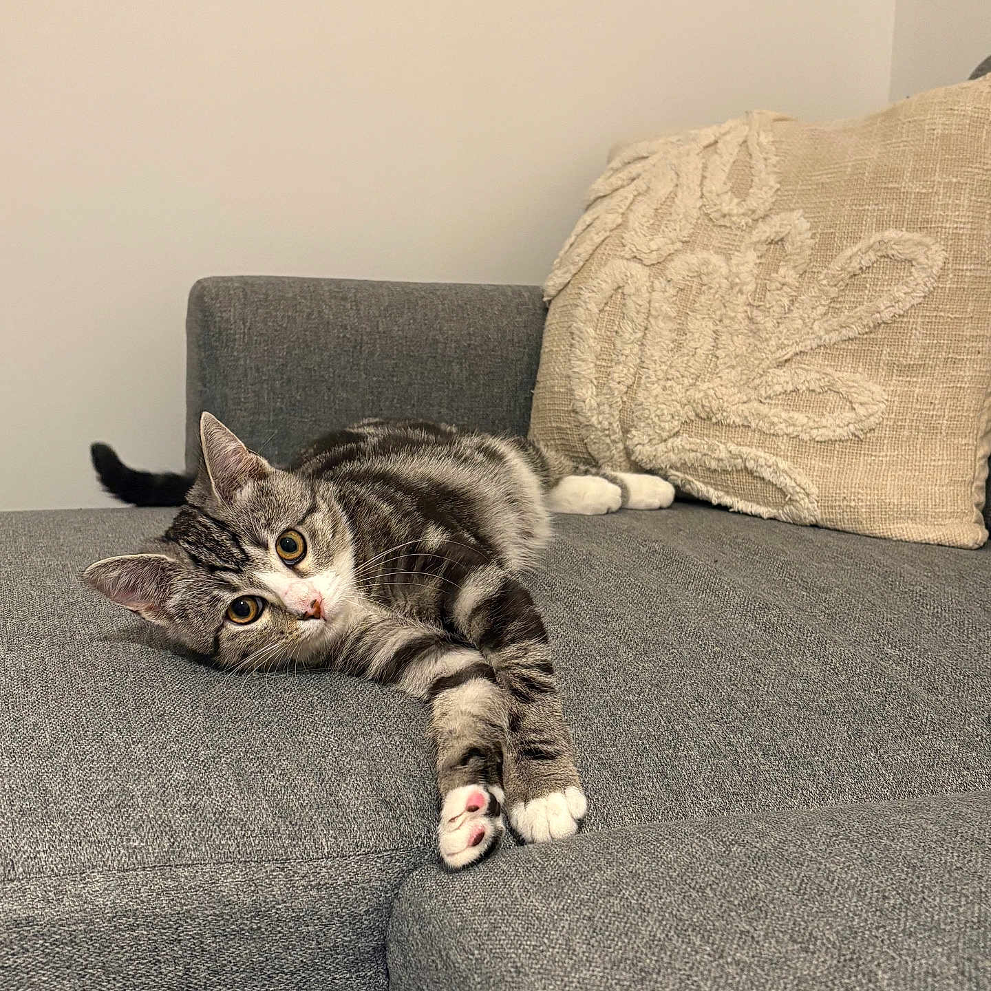 Aimée participe au concours pour gagner de l'argent avec cette photo : animal, beige, cat, couch, cozy, curious, ears, feline, gray, home, indoor, laying_down, modern, paws, pet, pillows, relaxed, sofa, tabby, whiskers