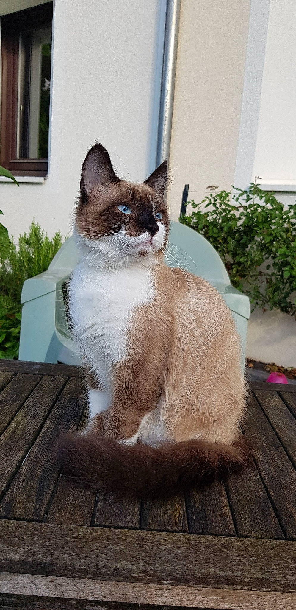 Silver a rejoint le concours — aidez-le/la à gagner de superbes lots ! carnivore, cat, collar, fawn, felidae, flooring, fur, grass, hardwood, pet_supply, plant, small_to_medium_sized_cats, snout, tail, terrestrial_animal, whiskers, window, wood