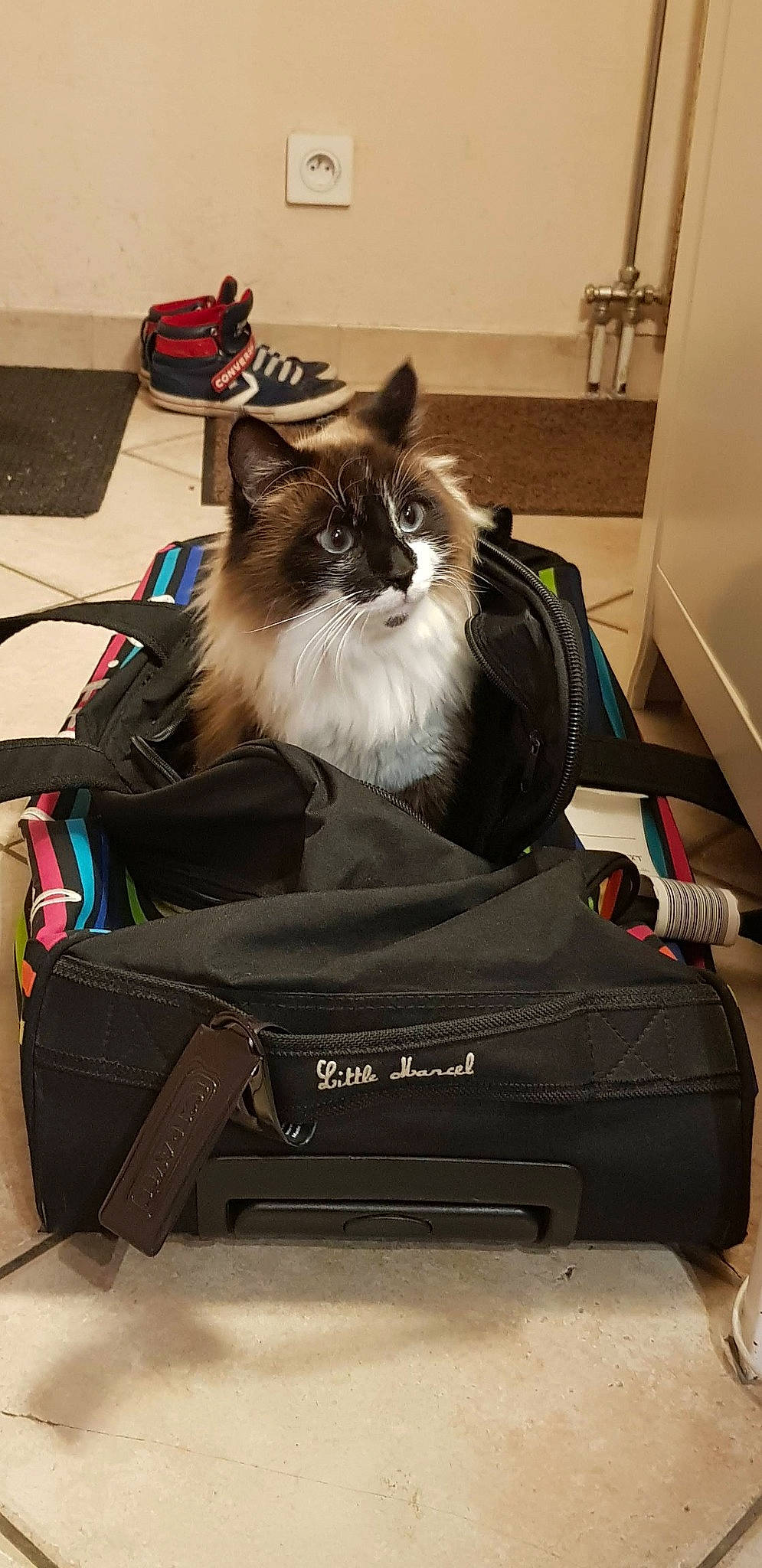 Silver participe au concours pour gagner de l'argent avec cette photo : bag, baggage, birman, box, cardboard, carnivore, cat, comfort, companion_dog, fawn, felidae, fur, hardwood, luggage_and_bags, packaging_and_labeling, room, shipping_box, small_to_medium_sized_cats, suitcase, whiskers