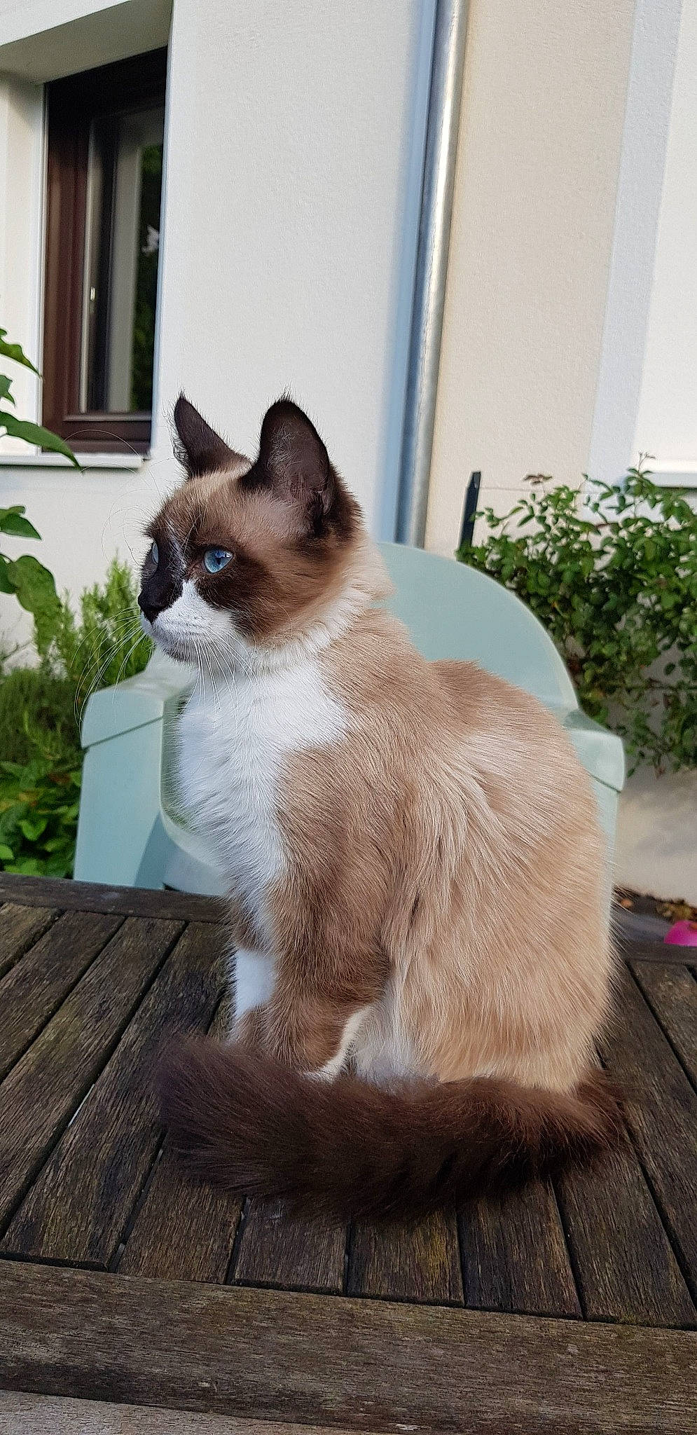 Silver a rejoint le concours — aidez-le/la à gagner de superbes lots ! building_material, carnivore, cat, collar, fawn, felidae, flooring, fur, grass, hardwood, iris, plant, siamese, small_to_medium_sized_cats, snout, tail, terrestrial_animal, whiskers, window, wood