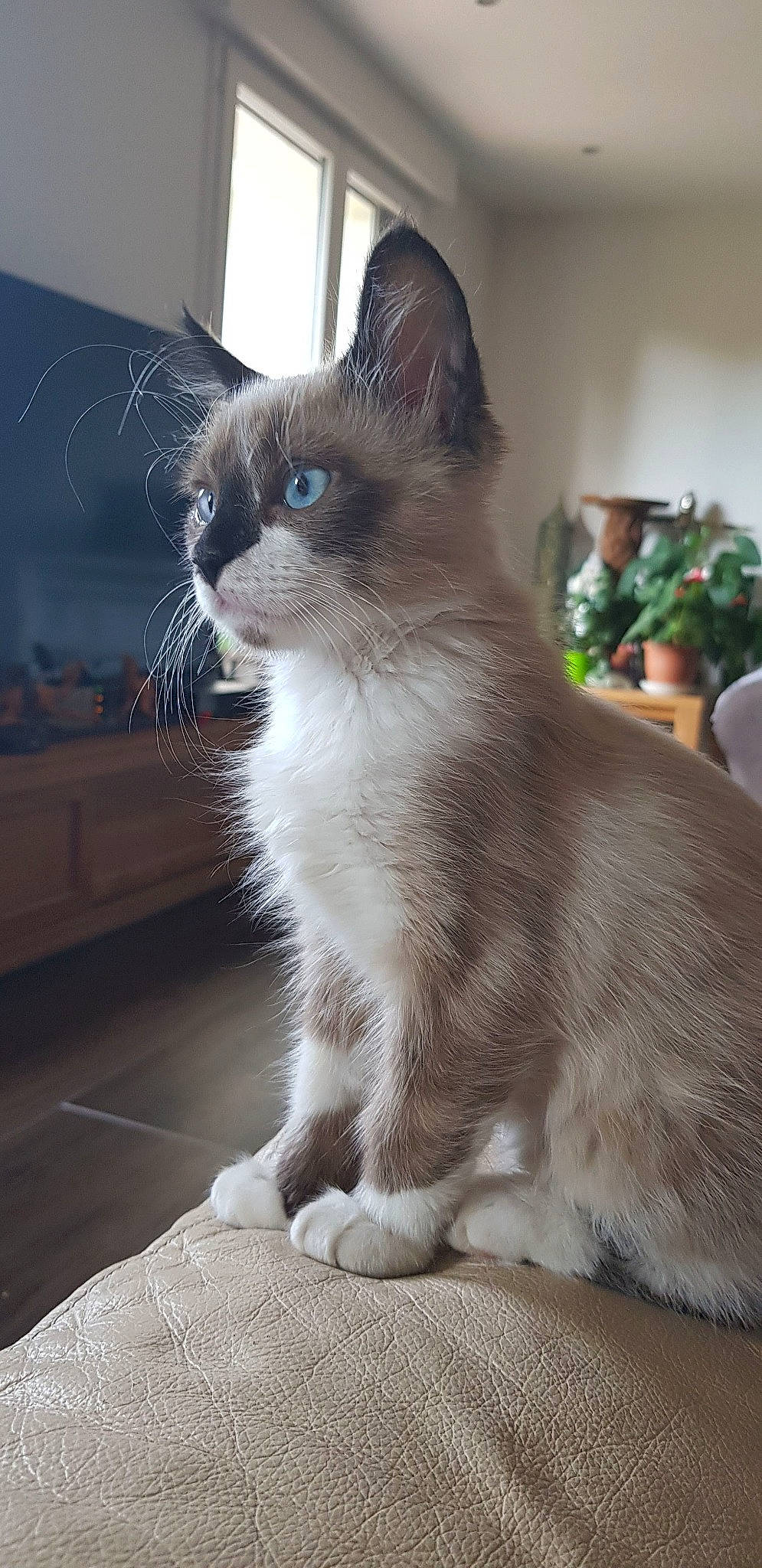 Silver a rejoint le concours — aidez-le/la à gagner de superbes lots ! box, carnivore, cat, collar, domestic_short_haired_cat, door, fawn, felidae, fur, houseplant, iris, paw, small_to_medium_sized_cats, snout, tail, thai, whiskers, window