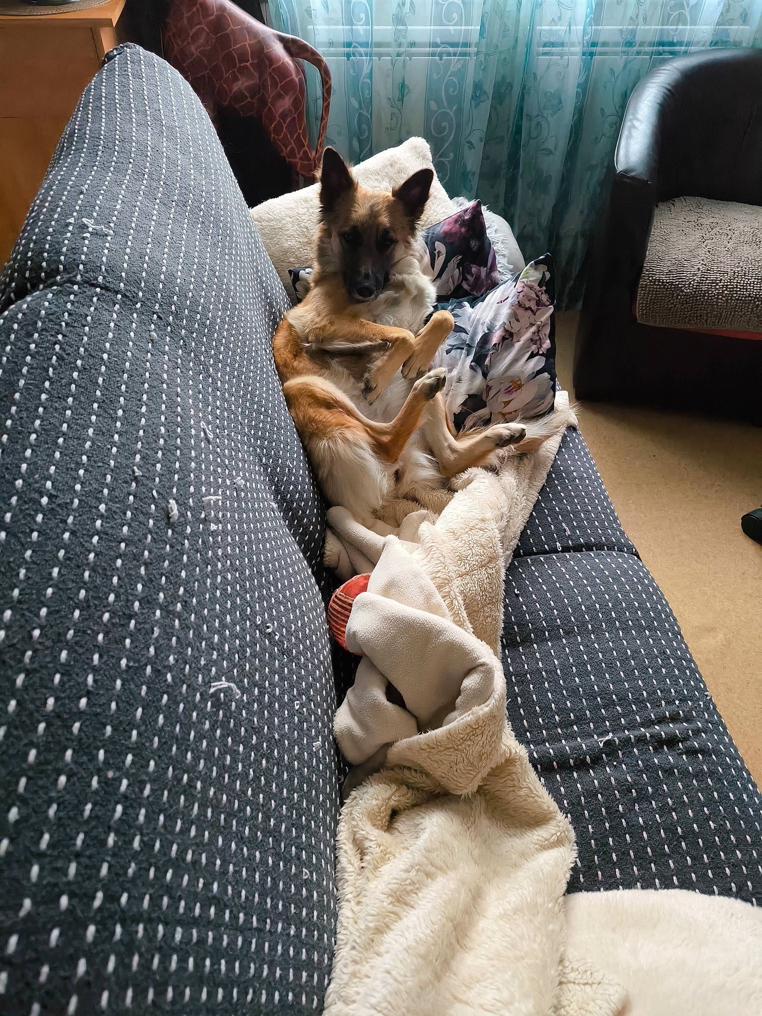 Kayla participe au concours pour gagner de l'argent avec cette photo : bedding, carnivore, comfort, companion_dog, couch, dog, dog_breed, fawn, felidae, flooring, fur, grey, linens, living_room, mammal, pillow, room, small_to_medium_sized_cats, throw_pillow, whiskers