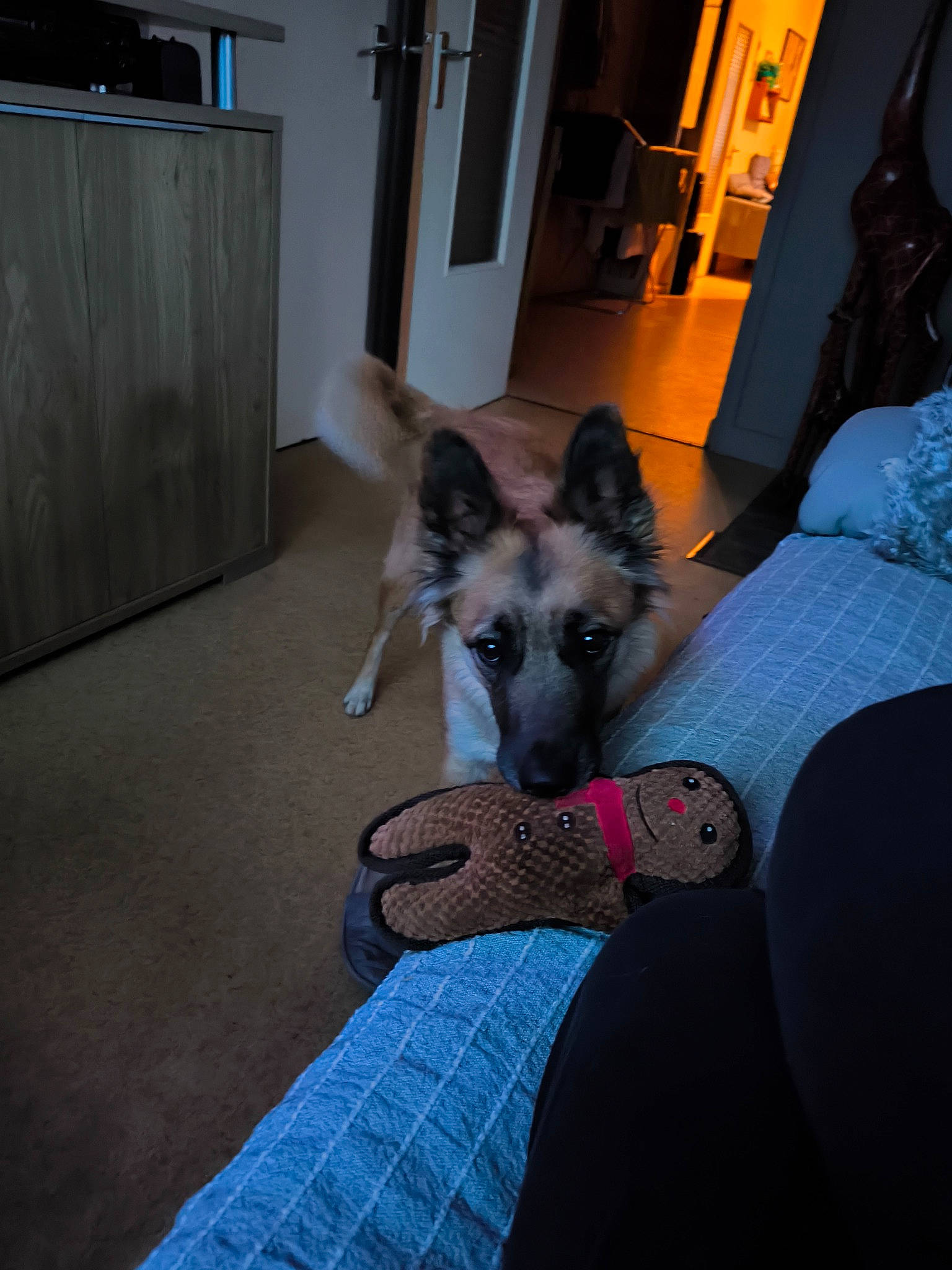 Kayla a rejoint le concours — aidez-le/la à gagner de superbes lots ! cabinetry, canidae, carnivore, comfort, companion_dog, dog, dog_breed, dog_supply, door, electric_blue, fawn, flooring, fur, grey, hardwood, pattern, snout, sporting_group, tartan, working_animal