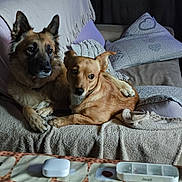 Kayla Et Gribouille participe au concours pour gagner de l'argent avec cette photo : animal, blanket, brown, companionship, couch, cozy, cute, dog, domestic, friendship, fur, furniture, household, indoor, laying, pets, pillow, relaxing, resting, table