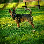 Samaël participe au concours pour gagner de l'argent avec cette photo : animal, backyard, bench, canine, chihuahua, dog, fence, field, furniture, germanshepherd, grass, grassland, hound, lawn, nature, outdoors, pet, plant, puppy, yard