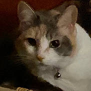 Gina joined the competition — help win amazing prizes! cat, pet, feline, close_up, resting, collar, bell, fur, animal, indoor, domestic, face, whiskers, ears, eye, sleepy, cozy, dark, brown, white